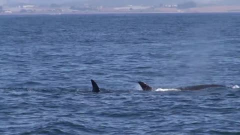 09-26-2017_ Orcas Show up Again and The Humpbacks Don't Like It