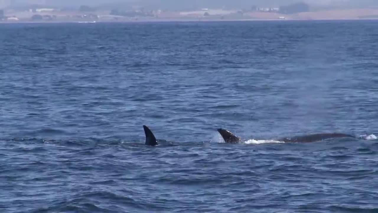 09-26-2017_ Orcas Show up Again and The Humpbacks Don't Like It