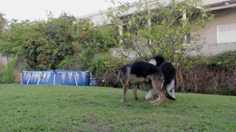 2 feisty dogs playing in the garden