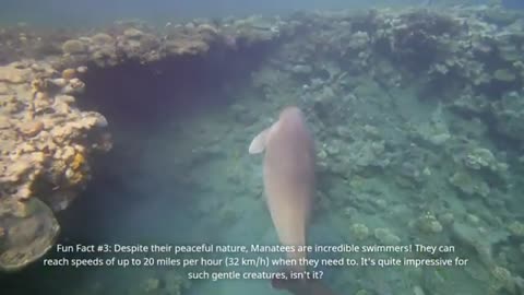 The Manatee Spiritual Power Animal, also known as the sea cow