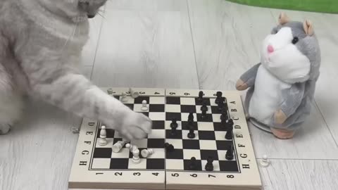 Cat _cats❤️ short videos
