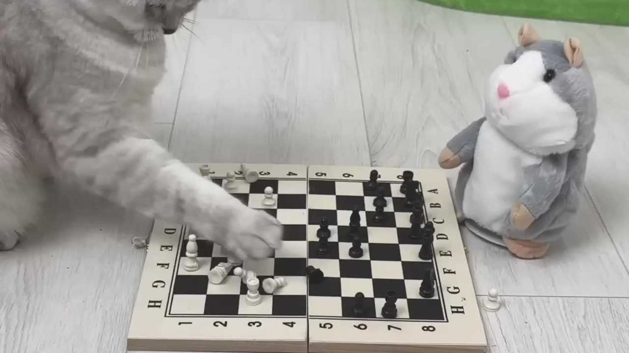 Cat _cats❤️ short videos
