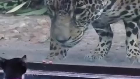Best Funny Animal Videos of the year