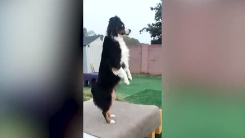 Funny Cats And Dogs Videos 🐱🐶 Funniest Animals - fun network of lovely