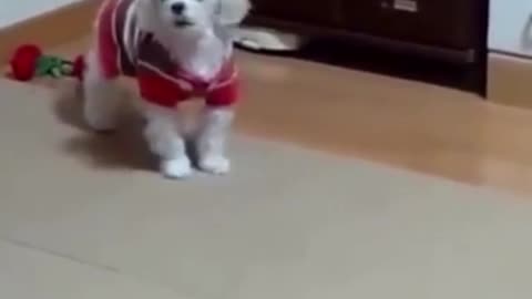 excellent vedio dog barking videos compilation 2021 ♥ Dog barking sound - Funny dogs