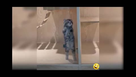 Funny cats video 🤣🤣🤣🤣