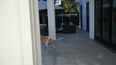 My naughty dog