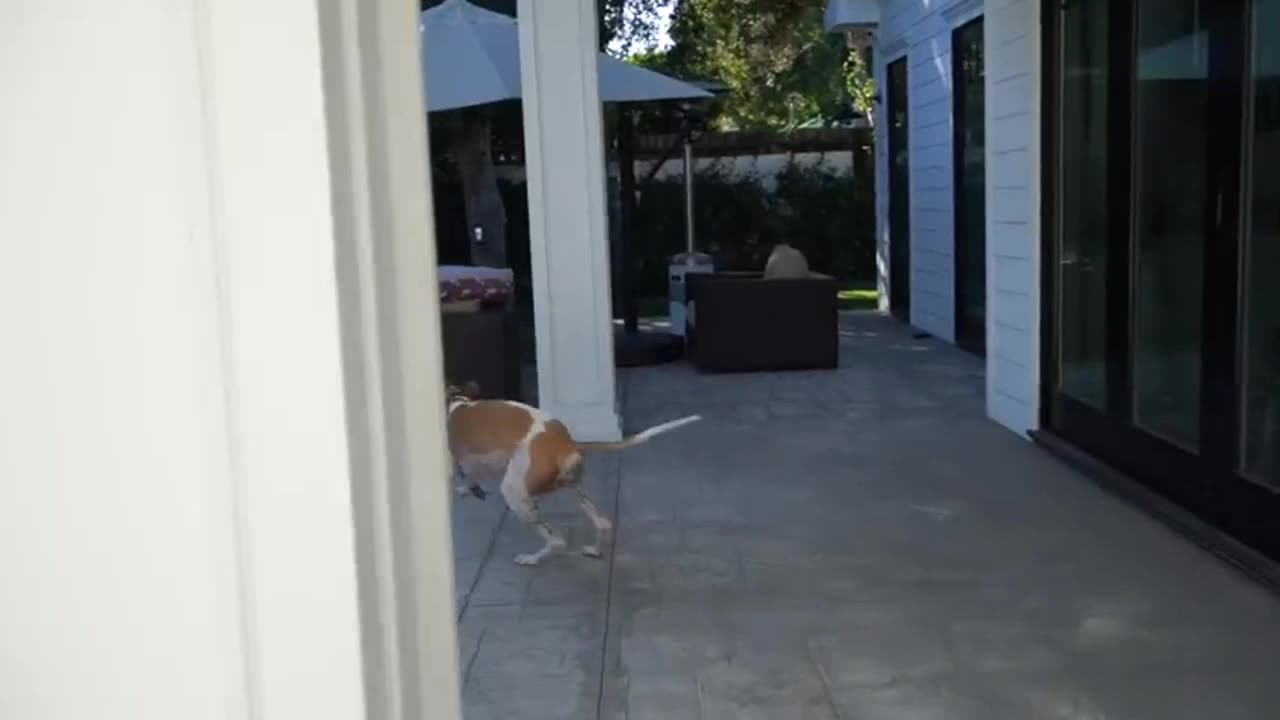 My naughty dog