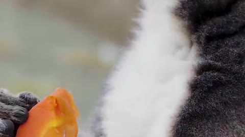 Rice man rice man soul rice man ring tail lemur