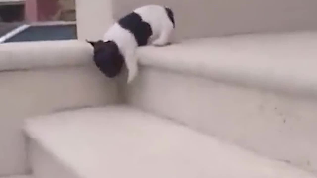 Dog: Do I lose face?