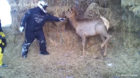 Funny Animals Scarring And Chasing People Compilation