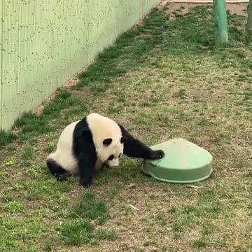 Naughty Baby Panda is Hiding From Mama