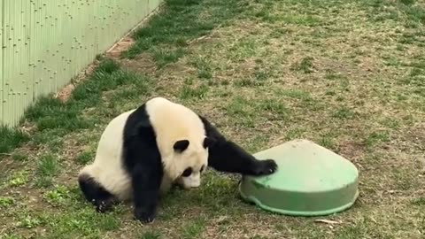 Naughty Baby Panda is Hiding From Mama