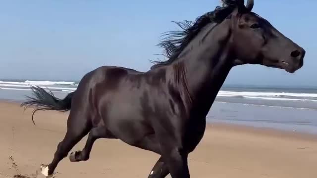 【改MD5后】Imparável! Local Essaouira, Marrocos 🖤 Vídeo via @ yassine_cavalier #nature #earthfocus #essaouira #morocco #beautifuldestinations #essaouira #earthpix #horse