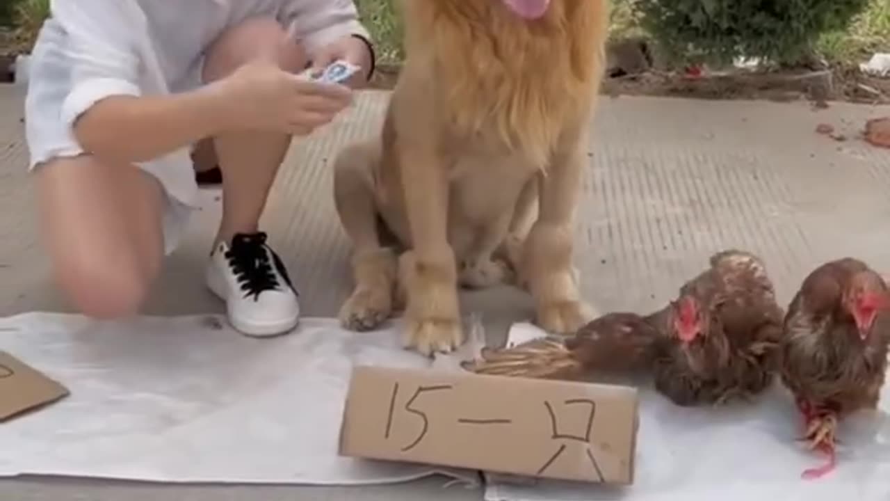Dog Selling Chicken Funny videoπππ