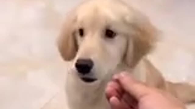 FUNNY Dogs and Cats - Part 1!