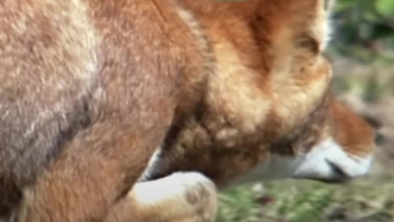 This Ethiopian wolf has sneaky moves and even sharper instincts