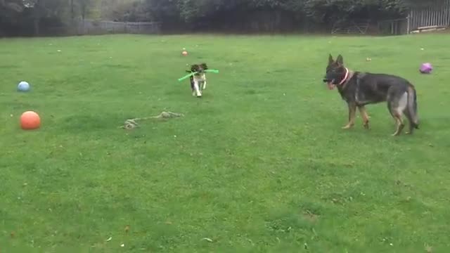 PUPPY DAISY IN WORKOUT