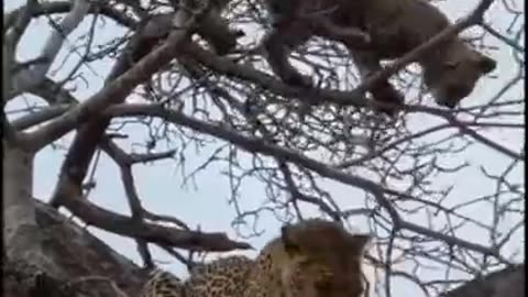 Lion Vs any animals Wild animals Jaguar Best Animals Lion vs animal (Animals In Jungle) #Shorts #top
