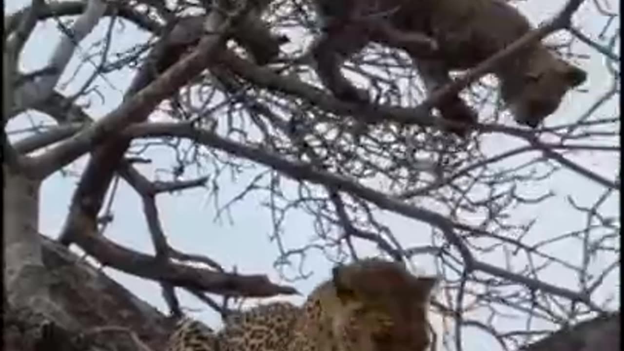 Lion Vs any animals Wild animals Jaguar Best Animals Lion vs animal (Animals In Jungle) #Shorts #top