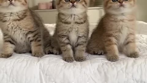 Wednesday kitten’s dance! Wait for it!