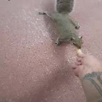 Hand feeding wild squirrel in my back yard