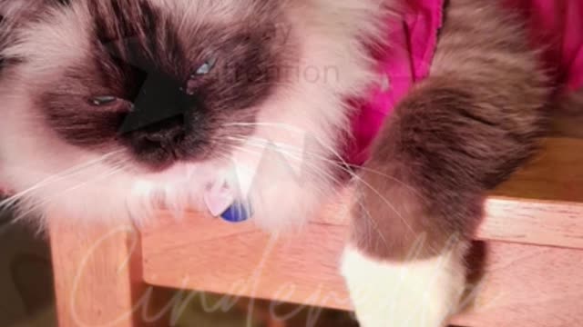 Grooming tips from a very cute kitty!