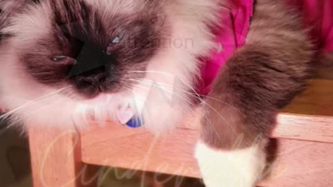 Grooming tips from a very cute kitty!