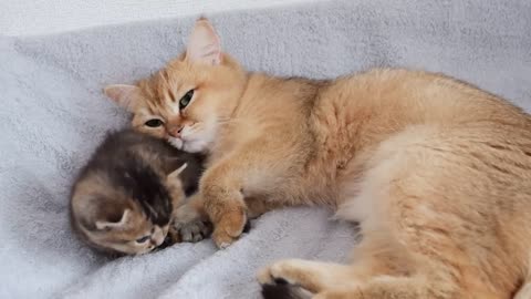 This is how the kitten's morning begins
