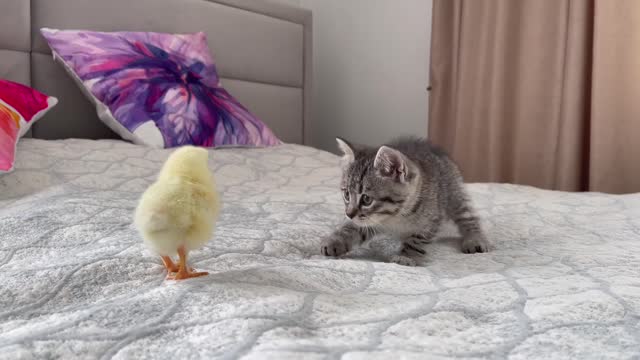 Baby Kitten Meets Chick for the First Time!