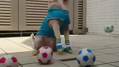 Dog Training