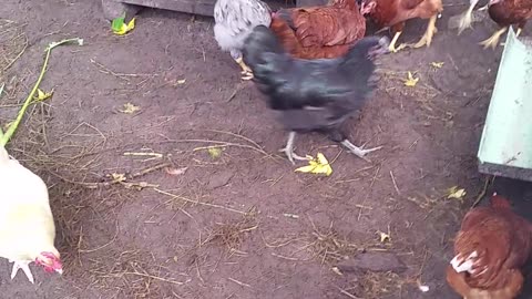 Chicken Check Up