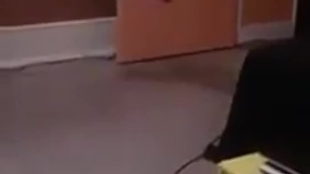 funny animals videos