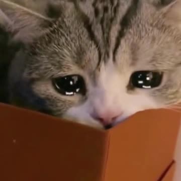 Crying Cats, so adorable