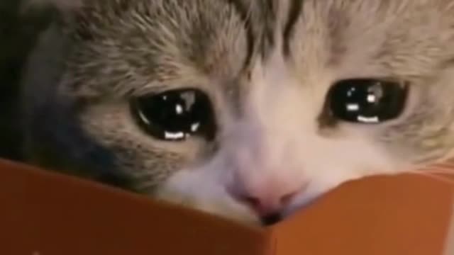 Crying Cats, so adorable