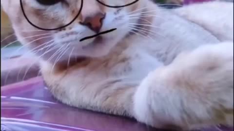Funny Dog and Cat