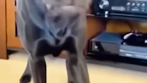 Funny Moments of Animals