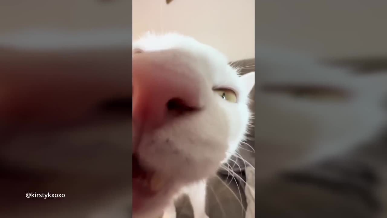 Funniest and Cutest Cat Video Compilation 😂❤️ | Part One!