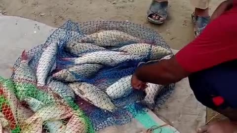 Rajpoot Fishing Group at Darya Satlujh Pakistan 14/09/2023