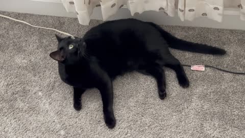 Adopting a Cat from a Shelter Vlog - Cute Precious Piper Does Her Morning Stretches