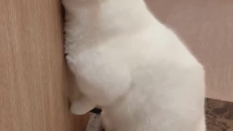 Cute And Funny Cats 😍😍😅😅 #viral #shorts #reels #cat #cats #pets #catsshare