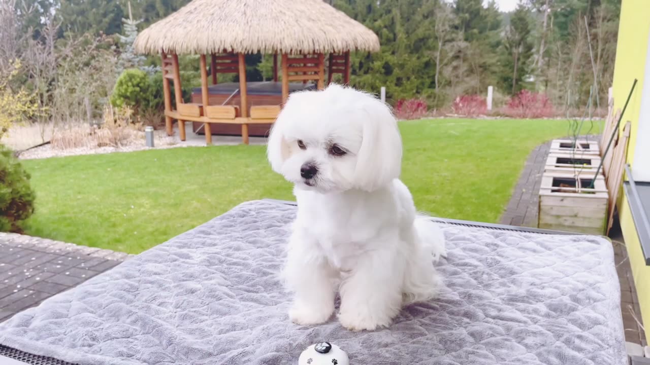Cute Puppy