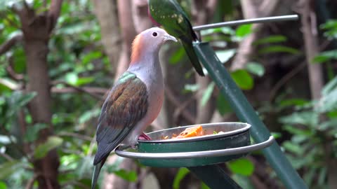 CatTV: Take Your Cat to San Diego Zoo