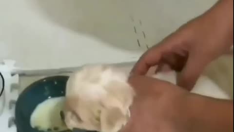 Come até a mesa