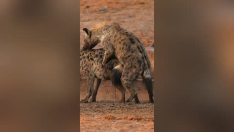 Hyena passes out after happy ending 😂🤣