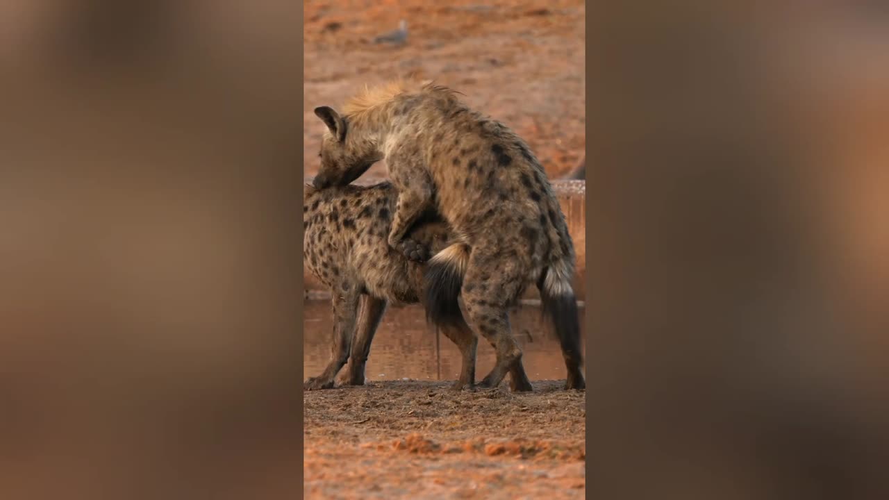 Hyena passes out after happy ending 😂🤣