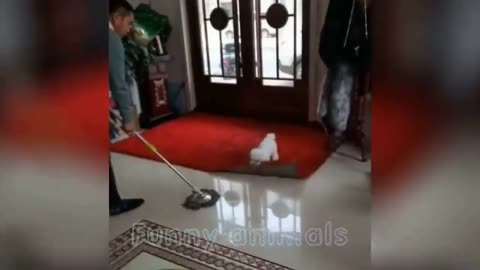 Забавные животные