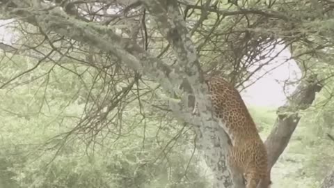 The Painful Lion Received A Tragic End After The Buffaloes Hunt Failed| Animal World