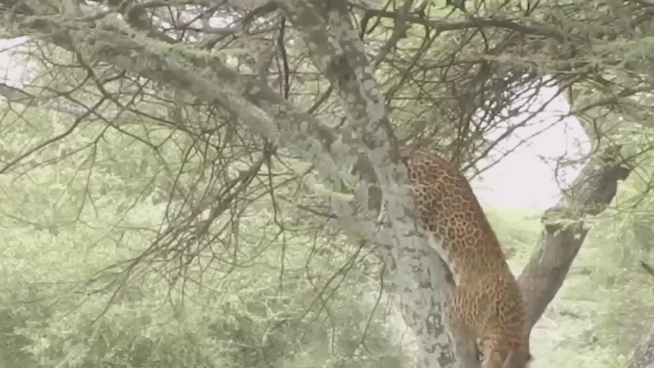 The Painful Lion Received A Tragic End After The Buffaloes Hunt Failed| Animal World