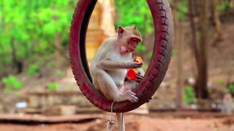 little monkey